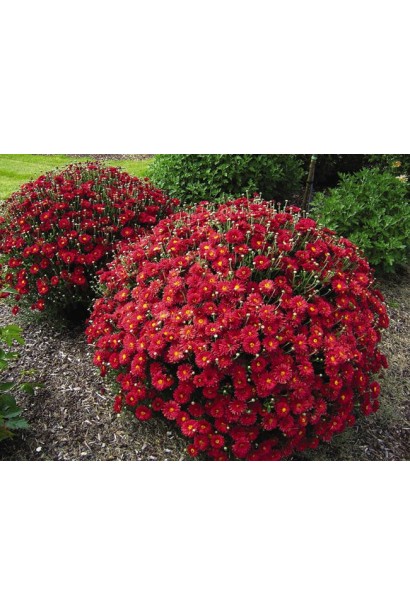 Хризантема Мультіфлора – яскрава декоративна рослина для осені.